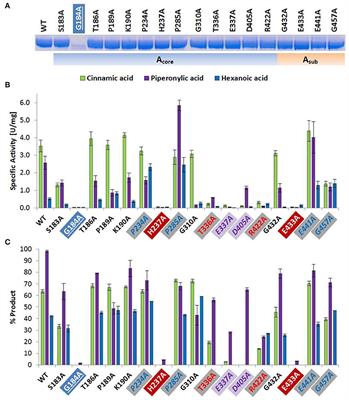 Identification of Key Residues for Enzymatic Carboxylate Reduction